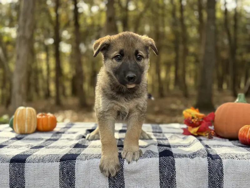 Ivy  ACHC Registered