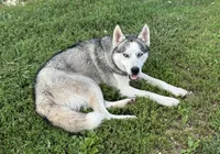 Ivy  ACHC Registered, a female German Shepherd Dog and Siberian Husky for sale in St. Louis, MO – Photo 10 of 10