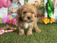Milo Registered F1b, a male Cavapoo and Poodle - Toy  for sale in St. Louis, MO – 5 of 9