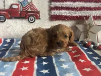 Ollie ACHC Registered, a male Cavapoo for sale in St. Louis, MO – 3 of 10
