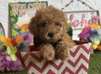 Cooper Registered F1b, a male Cavapoo and Poodle - Toy  for sale in St. Louis, MO – 1 of 9