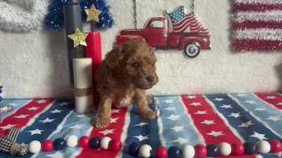 Cooper ACHC Registered, a male Cavapoo for sale in St. Louis, MO – 10 of 10