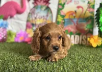 Ollie Registered F1b, a male Cavapoo and Poodle - Toy  for sale in St. Louis, MO – 3 of 9