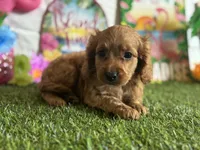 Ollie Registered F1b, a male Cavapoo and Poodle - Toy  for sale in St. Louis, MO – 2 of 9