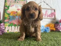 Ollie Registered F1b, a male Cavapoo and Poodle - Toy  for sale in St. Louis, MO – 4 of 9