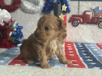 Milo ACHC Registered, a male Cavapoo for sale in St. Louis, MO – 7 of 10