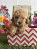 Lemonade Registered F1b, a female Cavapoo and Poodle - Toy  for sale in St. Louis, MO – 4 of 9