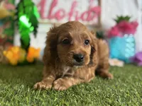 Ollie Registered F1b, a male Cavapoo and Poodle - Toy  for sale in St. Louis, MO – 7 of 9