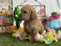 Lemonade Registered F1b, a female Cavapoo and Poodle - Toy  for sale in St. Louis, MO – 9 of 9