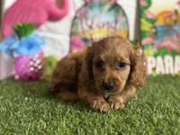 Ollie Registered F1b, a male Cavapoo and Poodle - Toy  for sale in St. Louis, MO – 5 of 9