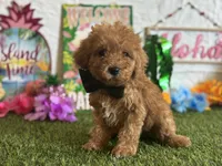 Cooper Registered F1b, a male Cavapoo and Poodle - Toy  for sale in St. Louis, MO – 3 of 9