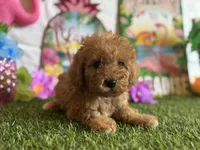 Cooper Registered F1b, a male Cavapoo and Poodle - Toy  for sale in St. Louis, MO – 6 of 9