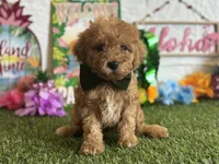 Cooper Registered F1b, a male Cavapoo and Poodle - Toy  for sale in St. Louis, MO – 2 of 9