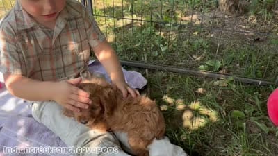Ollie ACHC Registered , a male Cavapoo for sale in St. Louis, MO – 8 of 8