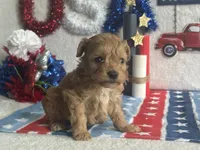 Milo ACHC Registered, a male Cavapoo for sale in St. Louis, MO – 5 of 10