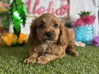 Ollie ACHC Registered , a male Cavapoo for sale in St. Louis, MO – 5 of 8