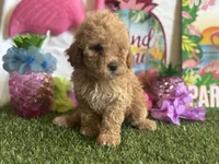 Lemonade Registered F1b, a female Cavapoo and Poodle - Toy  for sale in St. Louis, MO – 7 of 9