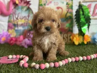 Milo Registered F1b, a male Cavapoo and Poodle - Toy  for sale in St. Louis, MO – 3 of 9