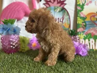 Cooper Registered F1b, a male Cavapoo and Poodle - Toy  for sale in St. Louis, MO – 9 of 9