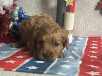 Ollie ACHC Registered, a male Cavapoo for sale in St. Louis, MO – 4 of 10