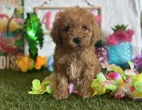 Cooper Registered F1b, a male Cavapoo and Poodle - Toy  for sale in St. Louis, MO – 7 of 9