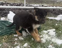 Noel ACHC Registered, a female German Shepherd Dog and Siberian Husky for sale in St. Louis, MO – Photo 4 of 10