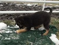Noel ACHC Registered, a female German Shepherd Dog and Siberian Husky for sale in St. Louis, MO – Photo 7 of 10