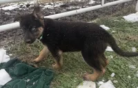 Noel ACHC Registered, a female German Shepherd Dog and Siberian Husky for sale in St. Louis, MO – Photo 5 of 10