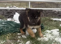 Noel ACHC Registered, a female German Shepherd Dog and Siberian Husky for sale in St. Louis, MO – Photo 3 of 10