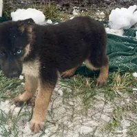 Noel ACHC Registered, a female German Shepherd Dog and Siberian Husky for sale in St. Louis, MO – Photo 2 of 10