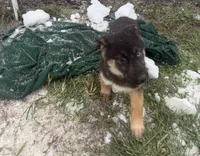 Noel ACHC Registered, a female German Shepherd Dog and Siberian Husky for sale in St. Louis, MO – Photo 8 of 10