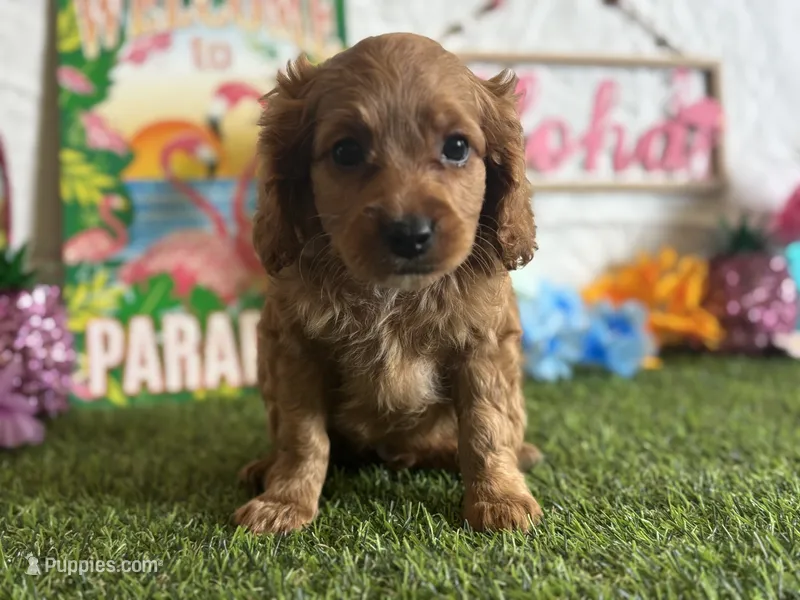 Ollie ACHC Registered  – Cavapoo puppy for sale in St. Louis, MO