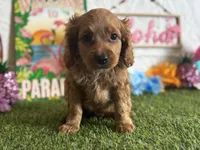 Ollie ACHC Registered , a male Cavapoo for sale in St. Louis, MO – 1 of 8