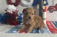 Milo ACHC Registered, a male Cavapoo for sale in St. Louis, MO – 3 of 10