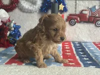 Milo ACHC Registered, a male Cavapoo for sale in St. Louis, MO – 9 of 10