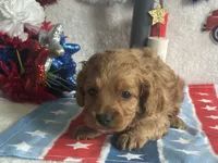 Ollie ACHC Registered, a male Cavapoo for sale in St. Louis, MO – 5 of 10