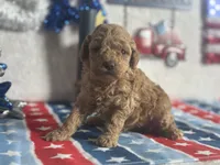 Lemonade ACHC Registered, a female Cavapoo for sale in St. Louis, MO – 7 of 10
