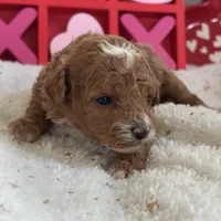 Heartly ACHC Registered, a female Cavapoo for sale in St. Louis, MO – Photo 4 of 10