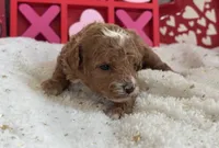 Heartly ACHC Registered, a female Cavapoo for sale in St. Louis, MO – Photo 4 of 10