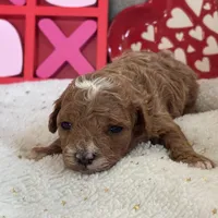 Heartly ACHC Registered, a female Cavapoo for sale in St. Louis, MO – Photo 6 of 10