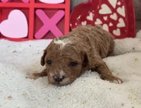 Heartly ACHC Registered, a female Cavapoo for sale in St. Louis, MO – Photo 6 of 10