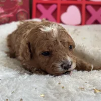 Heartly ACHC Registered, a female Cavapoo for sale in St. Louis, MO – Photo 9 of 10