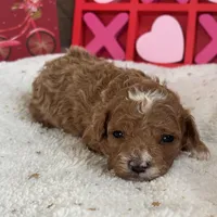 Heartly ACHC Registered, a female Cavapoo for sale in St. Louis, MO – Photo 8 of 10