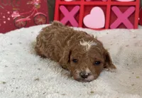 Heartly ACHC Registered, a female Cavapoo for sale in St. Louis, MO – Photo 8 of 10