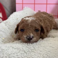 Heartly ACHC Registered, a female Cavapoo for sale in St. Louis, MO – Photo 2 of 10