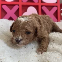 Heartly ACHC Registered, a female Cavapoo for sale in St. Louis, MO – Photo 7 of 10