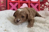 Heartly ACHC Registered, a female Cavapoo for sale in St. Louis, MO – Photo 7 of 10