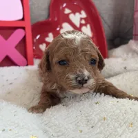 Heartly ACHC Registered, a female Cavapoo for sale in St. Louis, MO – Photo 5 of 10