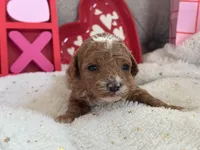 Heartly ACHC Registered, a female Cavapoo for sale in St. Louis, MO – Photo 5 of 10