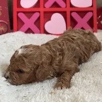 Heartly ACHC Registered, a female Cavapoo for sale in St. Louis, MO – Photo 10 of 10